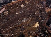 What’s behind China’s manganese rush in Gabon?