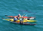‘Not again’: WA kayakers survive close encounter with huge great white