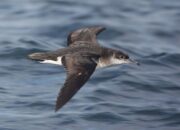 Rare seabirds breed on Rathlin Island for first time in decades