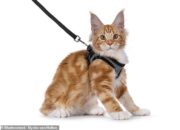 Feline stressed: Vets urge cat owners NOT to take their pets out for walks on trendy harnesses – amid fears…
