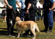 NSW urged to stop strip-searches of young people after court ruling spotlights police conduct
