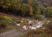 Ski resorts turn to goats and sheep to clear their slopes