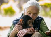 Jane Goodall, famed chimp expert, dies aged 91