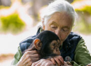 World’s leading chimpanzee expert Jane Goodall dies aged 91