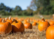The best pumpkin patches near Dublin to visit this autumn
