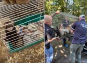 New York woman charged after more than 200 animals and 95-year-old woman rescued from ‘hoarding situation’
