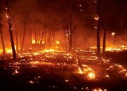 Nearly half of the world’s most destructive wildfires have occurred in the last decade, study warns